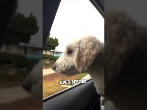 Video: Den här hunden skrev en kärleksbrev när hans bästa vän blev saknad, resultatet? Förtjusande