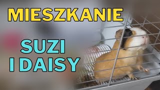 KLATKA dla ŚWINKI MORSKIEJ - urządzamy od zera