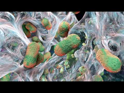 Супербактерії: Виявлено “Ахіллесова П’ята” – Новий Підхід з Антитілами.