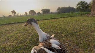 Rouen duck flying 