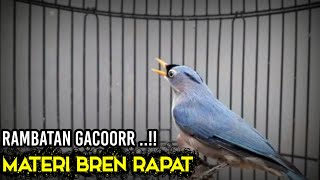 RAMBATAN GACOR MATERI BREN RAPAT