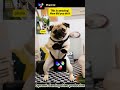 Turn Cat &amp; Dog Photos into Adorable Dance Routines with AI Technology