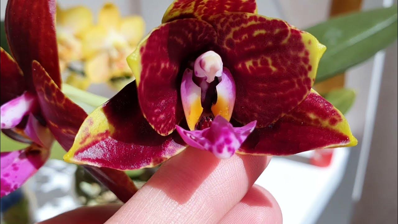 Орхидеи "азиатские малыши "🥳 Каждый день что то новенькое🌼🏵💮🌸🌞🌺 - YouTube