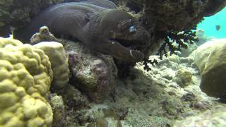 Moray Eels, Eels, Eels .....