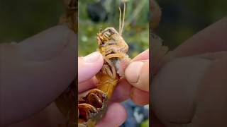 EXTREMELY Satisfying Removing Parasite From Lila the Shrimp! #animals #nature #shorts