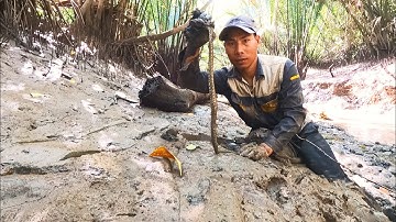 Thò Tay Bắt Cá Gặp Con Này Trong Hang Giật Tay Không Kịp