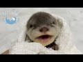 カワウソの赤ちゃん、はじめての沐浴　Otter baby takes a bath for the first time!