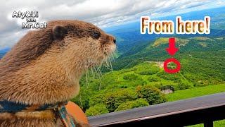 Otter with Incredible Physical Ability to Climb Mountains with Ease [Otter Life Day 875]