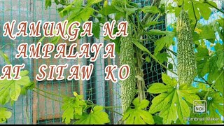 NAMUNGA NA #AMPALAYA AT#SITAW@inday Shirley vlog