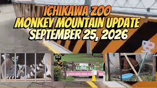25th September Monkey Mountain Ichikawa Zoo   Update #punch #zookeeper #ichikawa #zoo 