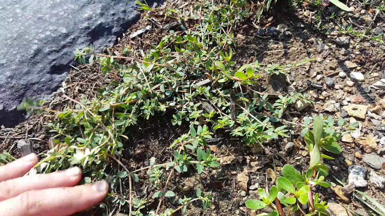 Purslane Vs Spurge