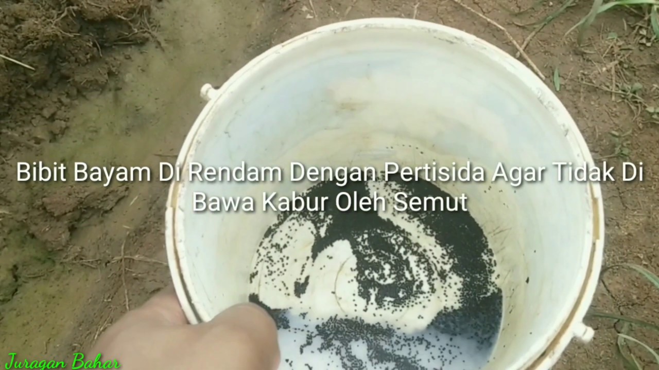 Cara Menanam Bayam Agar Hasil Panen Melimpah 