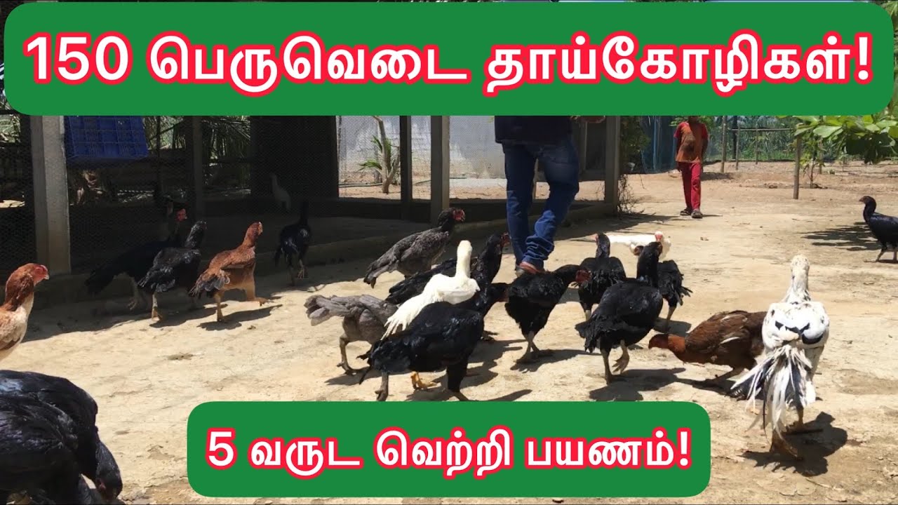 150 பெருவிடை தாய்க்கோழிகள்! ஐந்து வருட வெற்றி பயணம்!