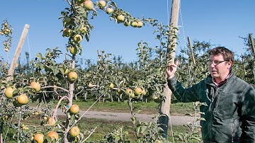 Growing cider trees on trellis systems