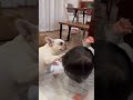 犬と子供どっちも必死過ぎて笑える #shorts