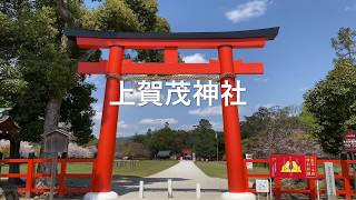 京都 桜満開の上賀茂神社 桜吹雪 2020年4月10日（金）: Cherry blossoms