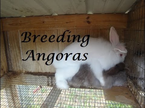 Breeding FRENCH ANGORA RABBITS!!/ Their First Time