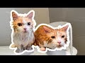 一次性洗两只猫？！铲屎官：我后悔了！猫：我更后悔！｜花花与三猫 Cat Live