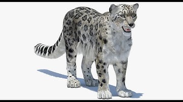 Snow Leopard 3d Model (2) 3ds Max / Maya | PROmax3D
