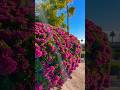 #bougainvillea #desertgarden #desert #november #nativeamericanflutemusic