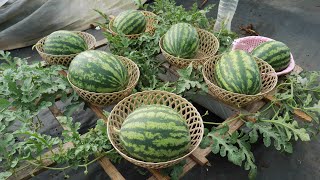 Big fruit - Sweet if you know how to grow watermelon this way