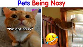 50 Owners Share Hilarious Photos Of Their Pets Being Nosy   cute pet