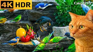 🐦TRY This Keep Bored Cats Busy for 8 Hours 😻| Stunning Birds for Cats to Watch (Cat Games 4K•NO ADS) screenshot 4