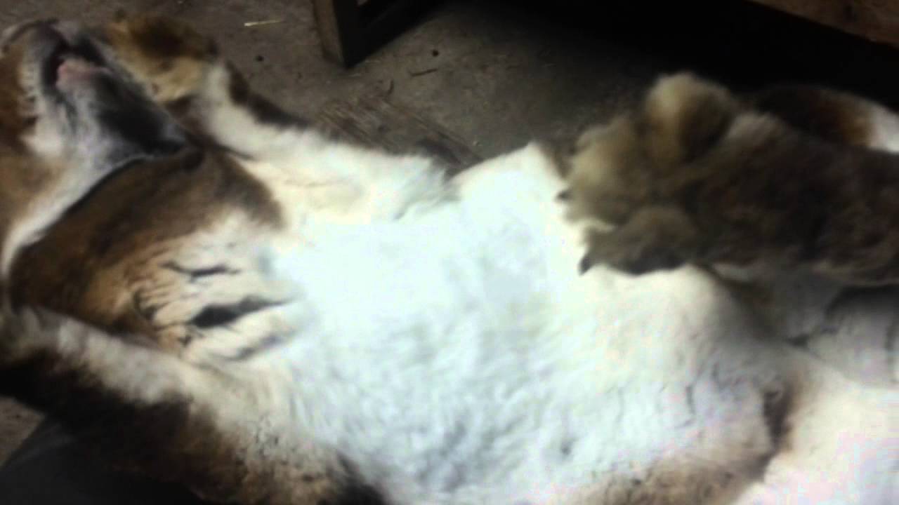 Охота у крольчих как определить - YouTube