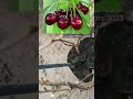 وجود شجيرة حب الملوك بمكان دافئ يساعده على نمو مبكر رغم برودة الطقس شمال فرنسا