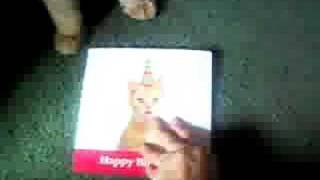 Kitties vs Birthday card
