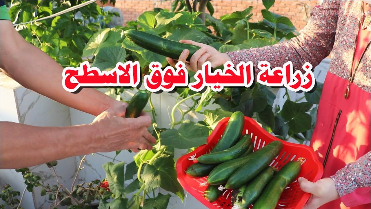 أسهل طريقة لزراعة الخيار اعلمك تزرع وتاكل أحلى خيار اورجانيك من زرع ايديك مع المهندس عبدالرحمن شحاتة