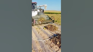 cool agricultural machine for soybean harvesting #shorts