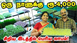 Microgreens வளர்ப்பில் மாதம் ரூ.50,000... மாற்றி யோசித்த சென்னை தம்பதி | Pasumai Vikatan