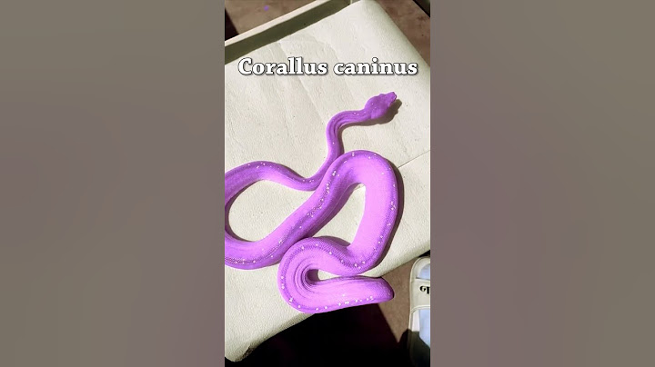 ¿Boa de color violeta? | Corallus caninus