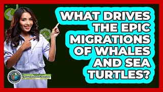 What Drives The Epic Migrations Of Whales And Sea Turtles? - Earth Science Answers