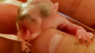 Living Her Fairy Tale Life | Baby Squirrel Abandoned By Mother Is Able To Find A Loving Home! by Stirred Up 944 views 11 months ago 2 minutes, 17 seconds