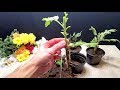 How to Grow Chrysanthemums from cutting