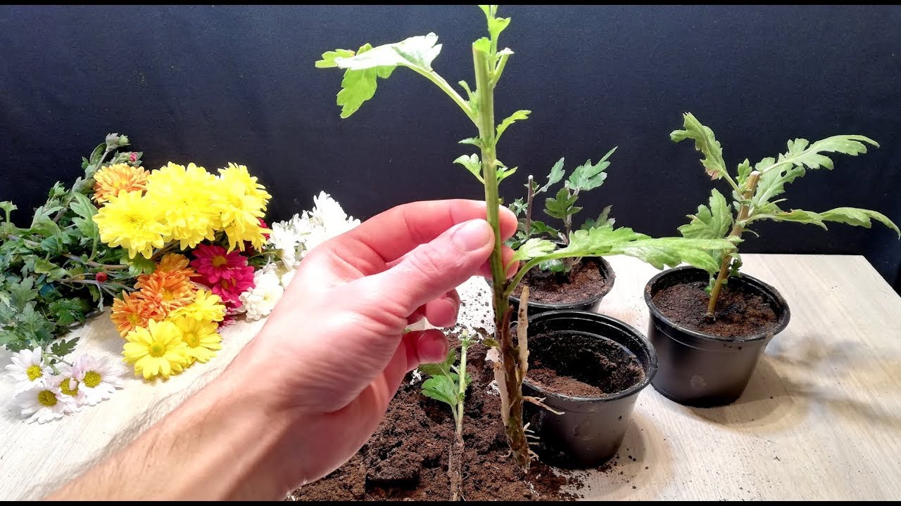 How to Grow Chrysanthemums from cutting - YouTube