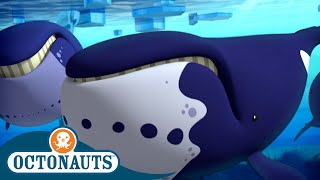 @Octonauts - The Helpful Bowhead Whales 🐋 | Series 2 | Full Episode 6 | Cartoons for Kids