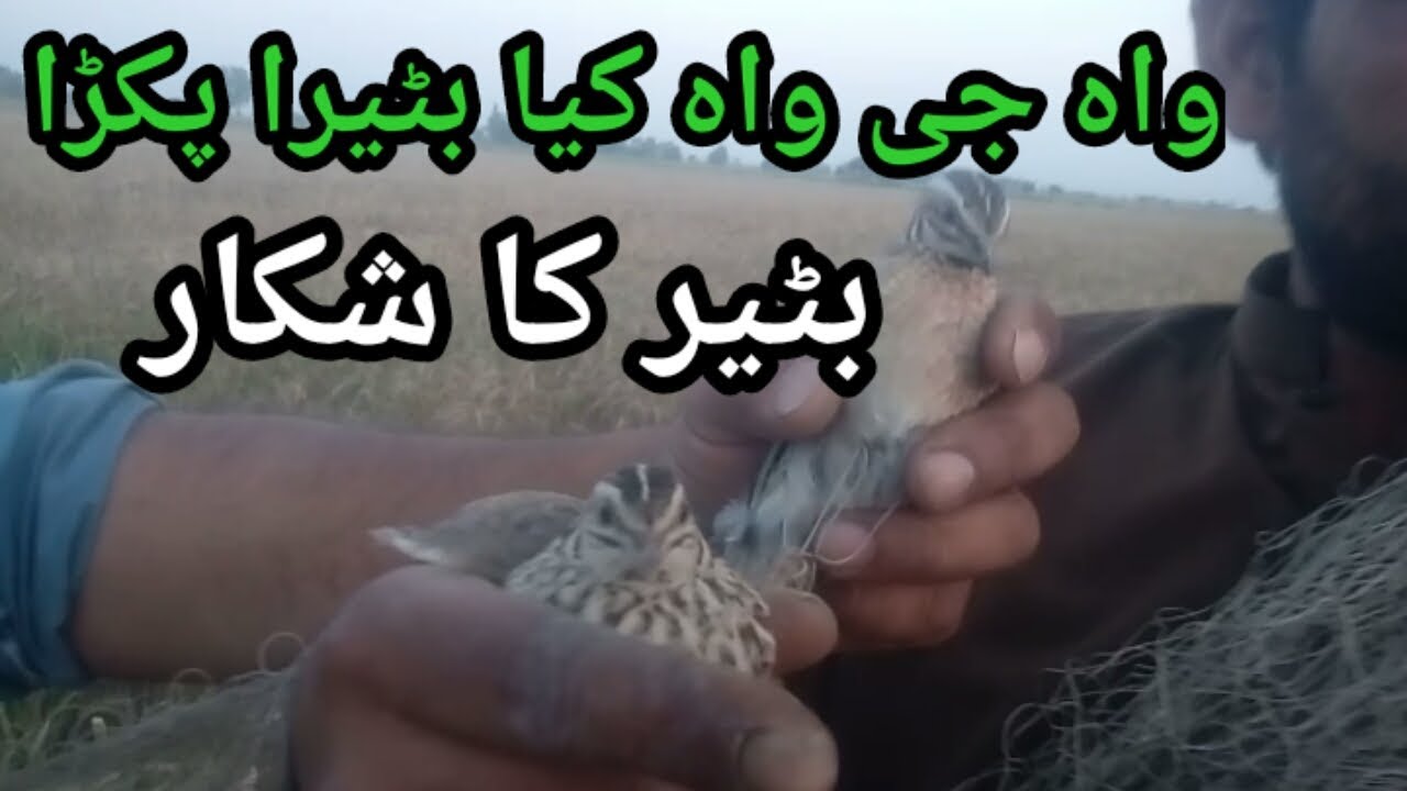 Batair Pakrne Ka Tariqa batair Ka Shikar Kesy Hota Hai quail Hunting 