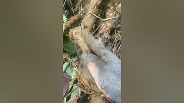 Tiểu buốt tiểu rắt tham khao nhé các bác !