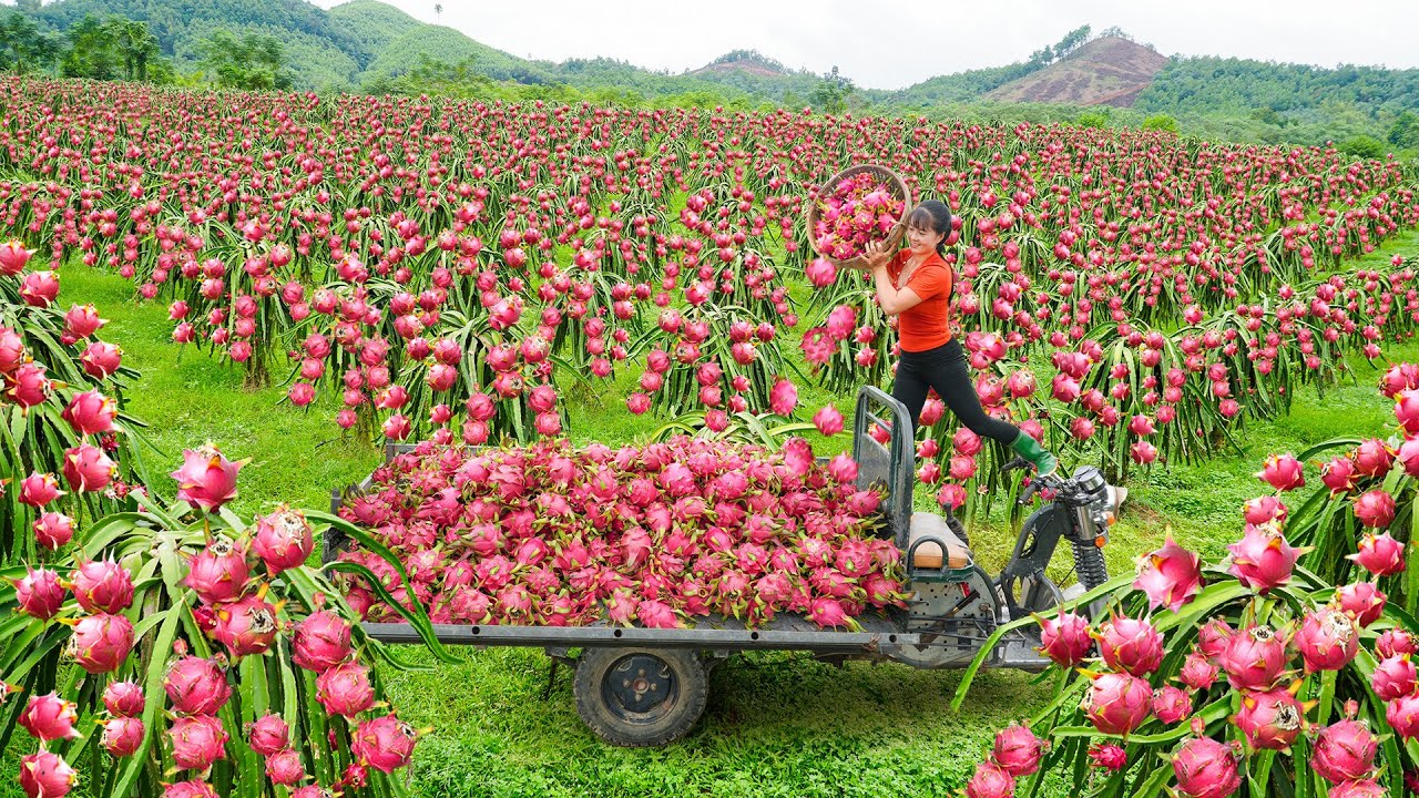 Use 3-Wheeled Truck To Harvesting 1000 Dragon Fruits Go To Countryside Market Sell | Free Bushcraft