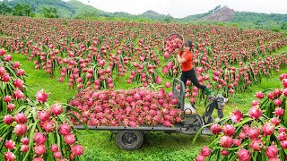Use 3-Wheeled Truck To Harvesting 1000 Dragon Fruits Go To Countryside Market Sell Free Bushcraft