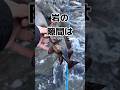 岩の隙間は食材の宝庫 #shorts #釣り