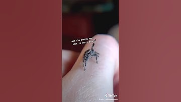 Cute little spider.. / Talking Spider