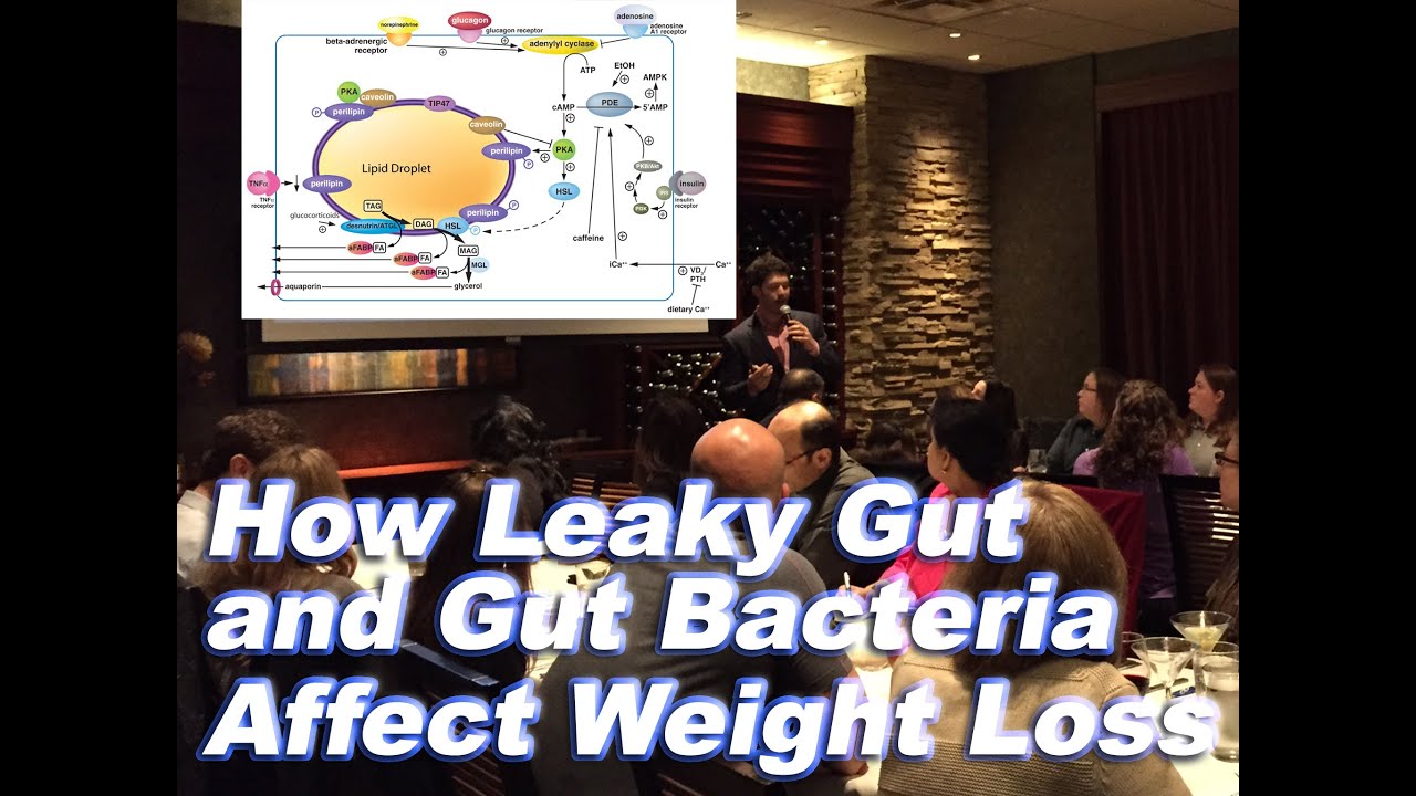 How gut bacteria affect obesity and belly pic