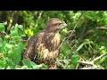 Канюк птенец. Buzzard chick.