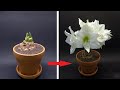 Growing Christmas Amaryllis Time Lapse - Bulb to Flower in 26 Days