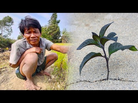 Видео: Фермеру нечего было есть, когда он посадил странное деревце. Вскоре это изменило его жизнь