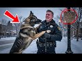 Officer Paid $200 for a Giant German Shepherd From a Tattooed Stranger—The Truth About the Dog Made.